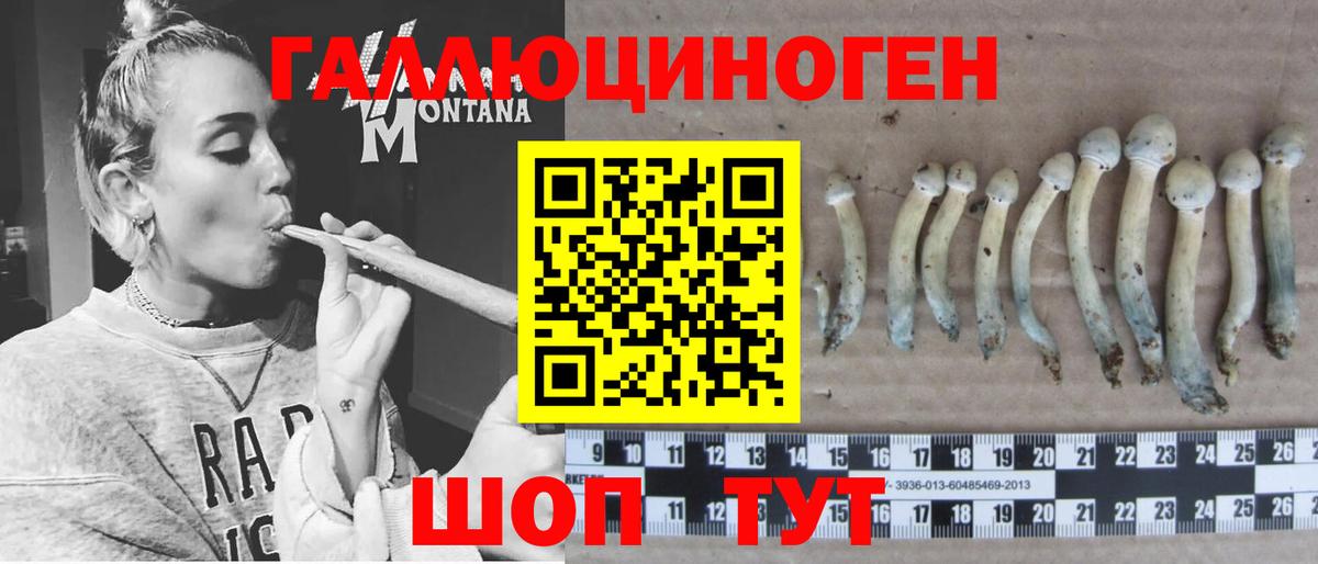 Псилоцибиновые грибы Psilocybe Котлас